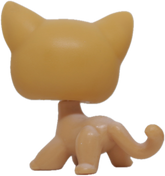 #0072 Shorthair Cat